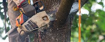 Best Tree Maintenance Programs  in Youngstown, NY