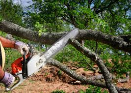 Best Tree and Shrub Care  in Youngstown, NY