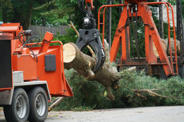 Reliable Youngstown, NY Tree Removal Solutions